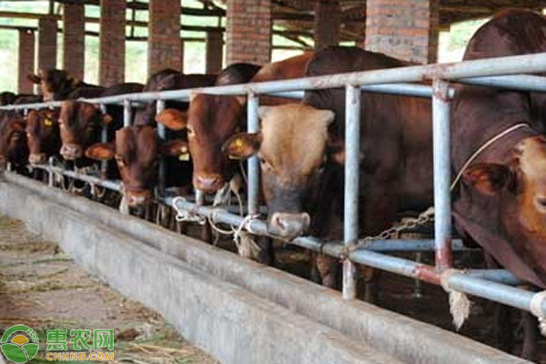 养牛如何有效控制疾病的发生？-图片版权归惠农网所有