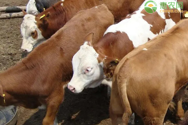 养牛如何有效控制疾病的发生？-图片版权归惠农网所有