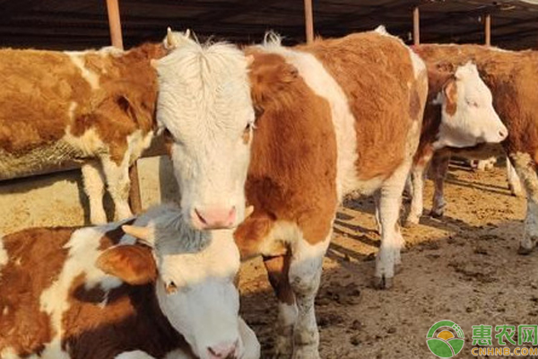 养牛如何有效控制疾病的发生？-图片版权归惠农网所有