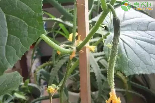 黄瓜多高打顶?-图片版权归惠农网所有