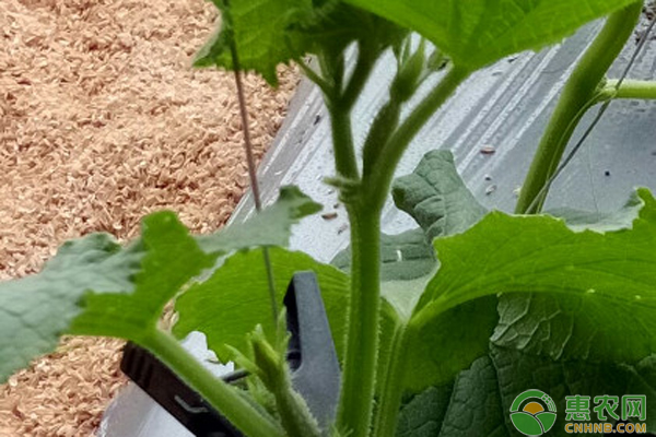 黄瓜多高打顶?-图片版权归惠农网所有