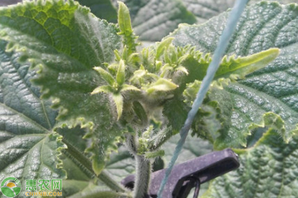 黄瓜多高打顶?-图片版权归惠农网所有