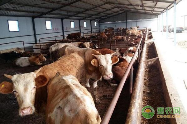 养牛正确的饲料喂法-图片版权归惠农网所有