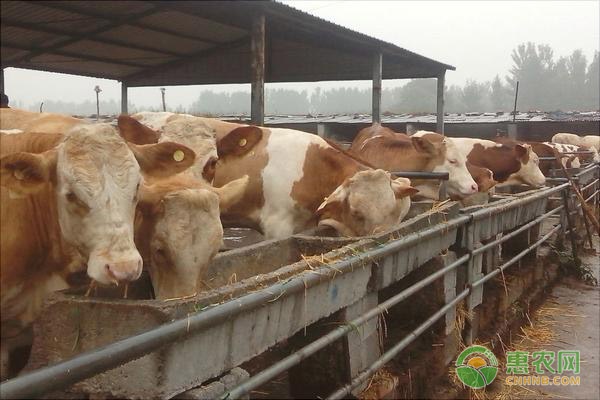 养牛正确的饲料喂法-图片版权归惠农网所有