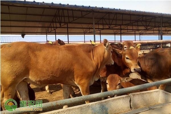 养牛正确的饲料喂法-图片版权归惠农网所有