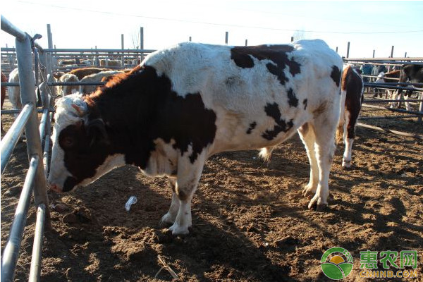 养殖课堂：新手养牛常见问题解答-图片版权归惠农网所有