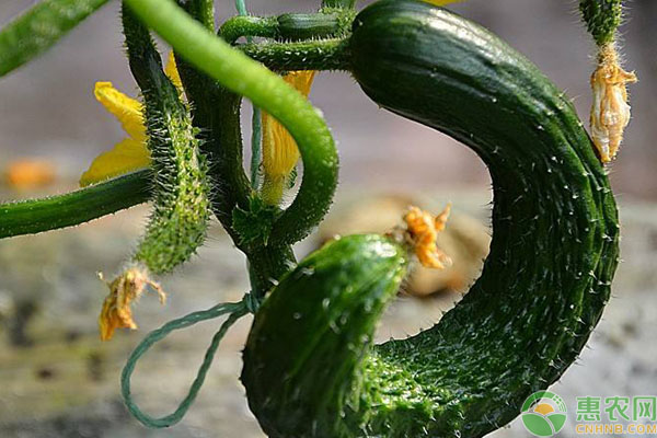 黄瓜弯曲的预防方法-图片版权归惠农网所有