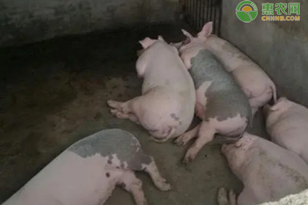 农村的养猪方法-图片版权归惠农网所有