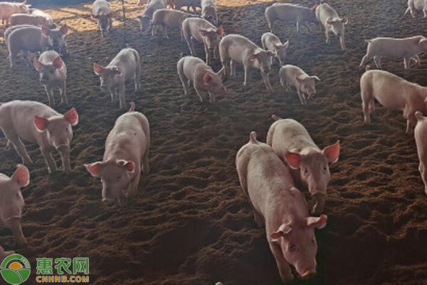农村的养猪方法-图片版权归惠农网所有