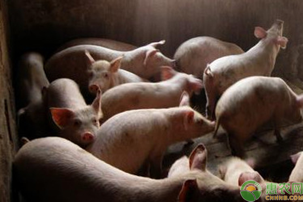 农村的养猪方法-图片版权归惠农网所有