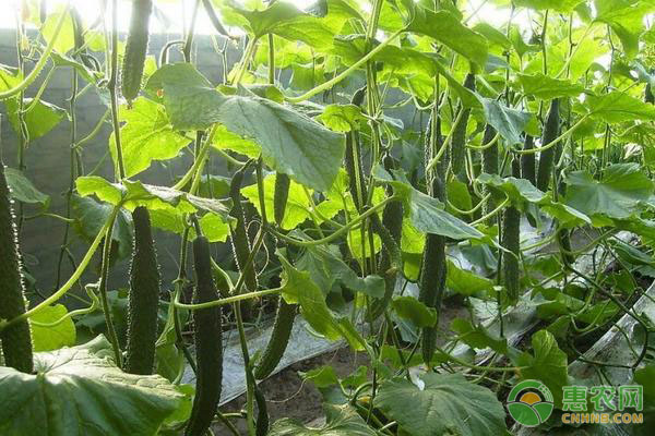 刺黄瓜的种植方法-图片版权归惠农网所有