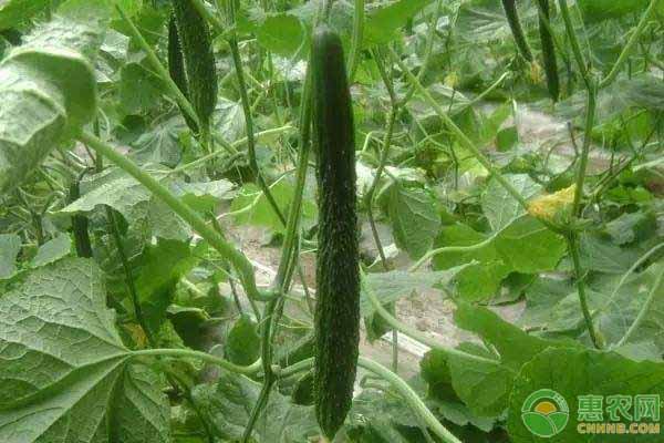 刺黄瓜的种植方法-图片版权归惠农网所有