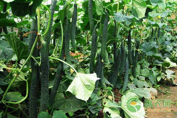 刺黄瓜的种植方法-图片版权归惠农网所有