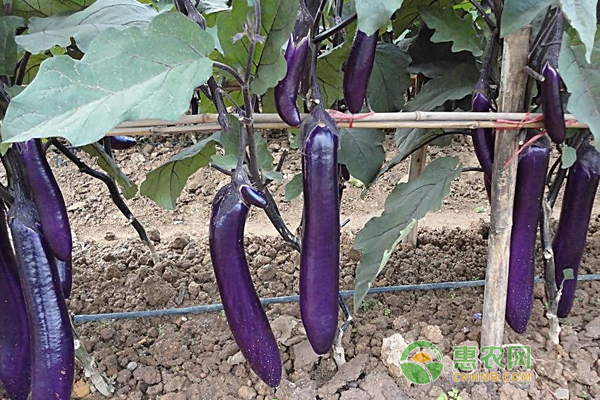 秋茄子怎么种？秋茄子的种植技巧-图片版权归惠农网所有