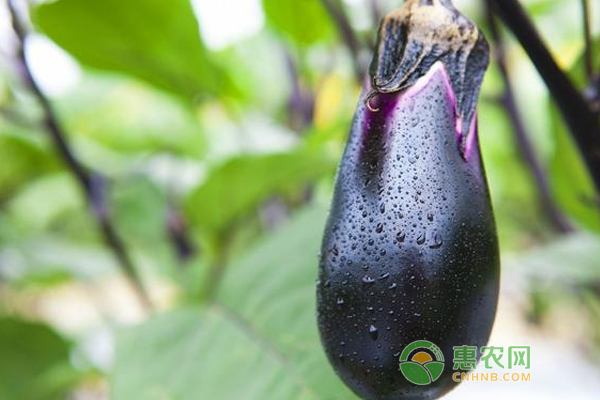 秋茄子怎么种？秋茄子的种植技巧-图片版权归惠农网所有