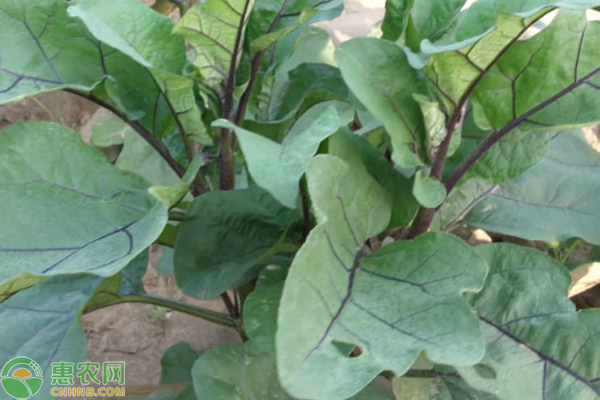 露地茄子高产栽培技术-图片版权归惠农网所有