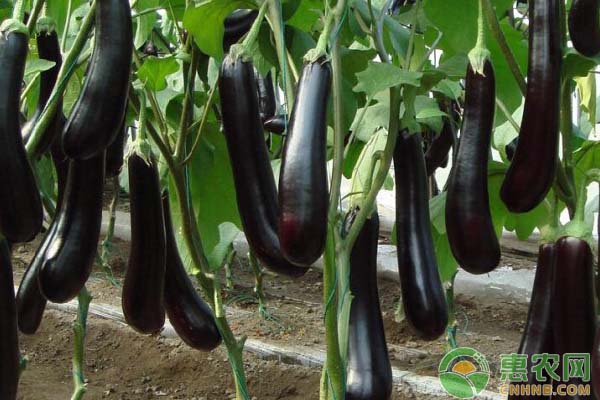 浅析茄子割茬再生栽培技术-图片版权归惠农网所有
