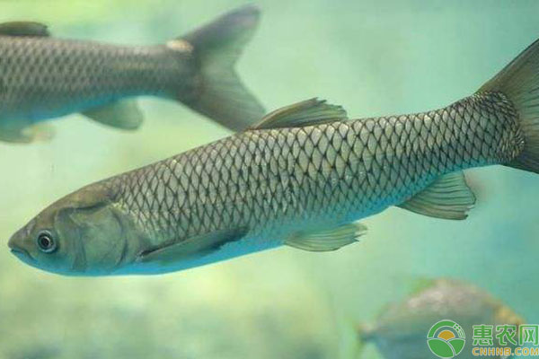 青鱼和草鱼有什么区别？为什么农村养殖青鱼的少?-图片版权归惠农网所有