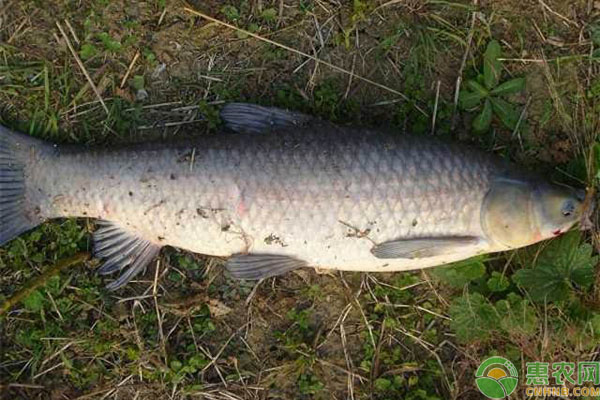 青鱼和草鱼有什么区别？为什么农村养殖青鱼的少?-图片版权归惠农网所有