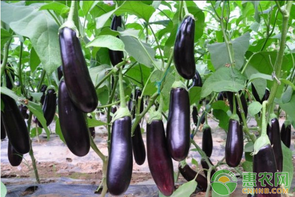 浅谈茄子露地栽培技术要点 浅谈茄子露地栽培技术要点-图片版权归惠农网所有