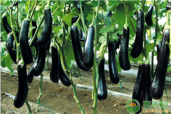 浅谈茄子露地栽培技术要点 浅谈茄子露地栽培技术要点-图片版权归惠农网所有