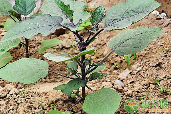 浅谈茄子露地栽培技术要点 浅谈茄子露地栽培技术要点-图片版权归惠农网所有