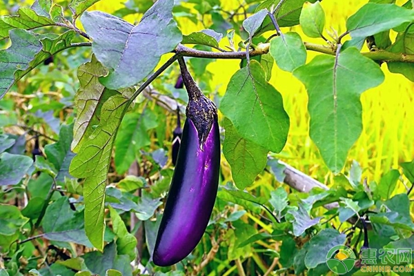 茄子想要长得好，科学合理的育苗技术很重要！-图片版权归惠农网所有