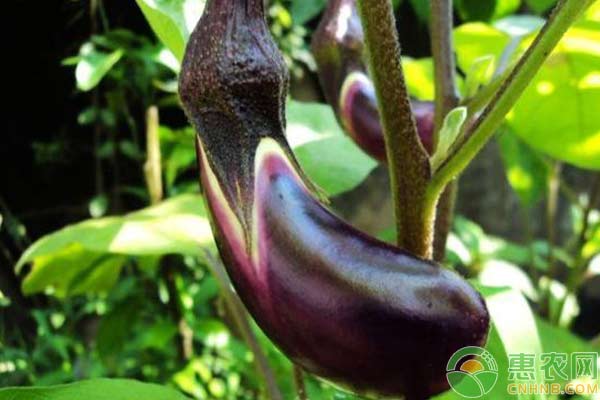茄子种植技术：畸形茄出现原因及预防措施-图片版权归惠农网所有