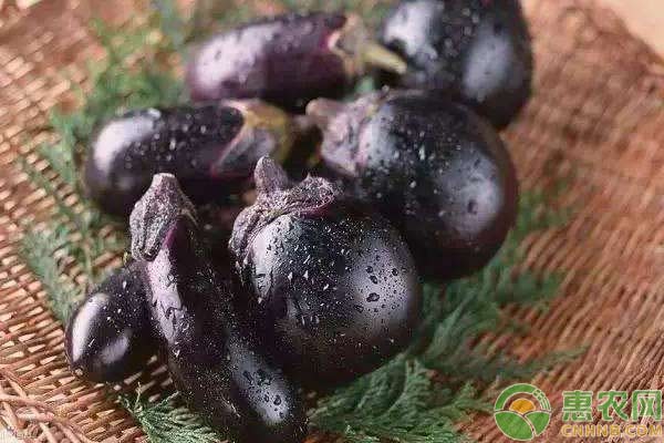 茄子种植技术：畸形茄出现原因及预防措施-图片版权归惠农网所有