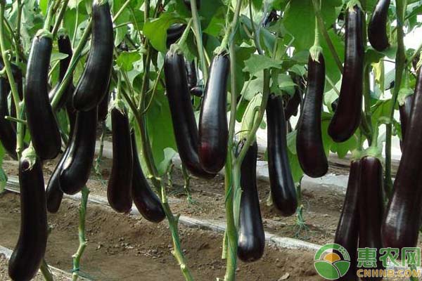 茄子种植技术：畸形茄出现原因及预防措施-图片版权归惠农网所有