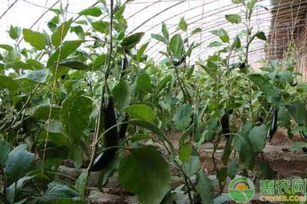 茄子种植技术：畸形茄出现原因及预防措施-图片版权归惠农网所有