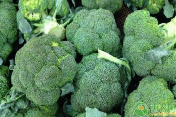 早春茄子、夏秋生菜、秋冬青花菜一年三熟高效栽培模式-图片版权归惠农网所有