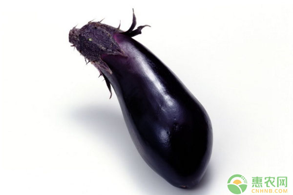 茄子定植后如何管理？茄子定植后田间管理技术-图片版权归惠农网所有