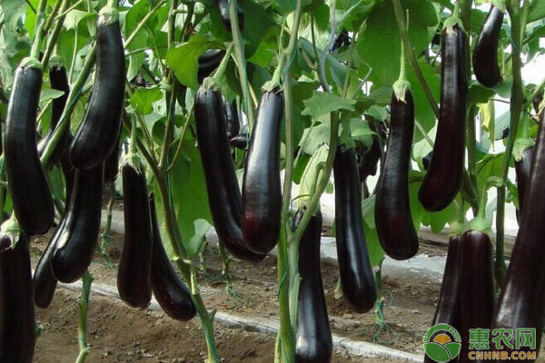 茄子定植后如何管理？茄子定植后田间管理技术-图片版权归惠农网所有