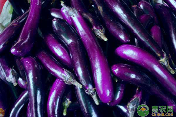 茄子定植后如何管理？茄子定植后田间管理技术-图片版权归惠农网所有