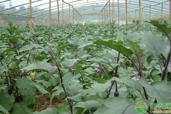 茄子开花不结茄子什么原因?-图片版权归惠农网所有