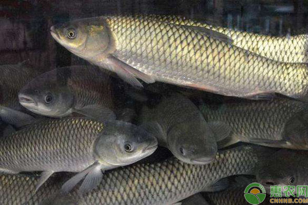 草鱼人工养殖技术方法-图片版权归惠农网所有