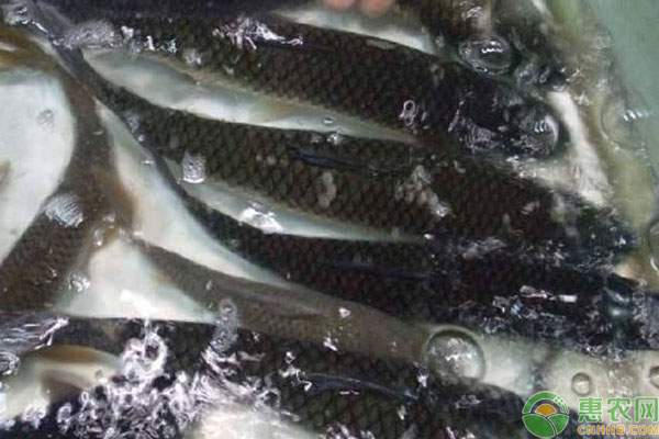 草鱼人工养殖技术方法-图片版权归惠农网所有