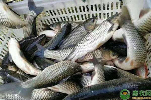 草鱼高效养殖技术要点-图片版权归惠农网所有