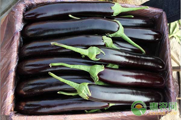 茄子怎么种？什么时候种茄子效益最高？-图片版权归惠农网所有