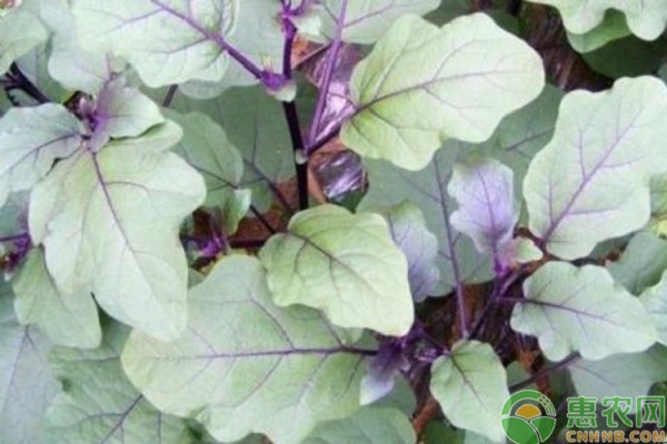 如何延长茄子采收期？这几点很重要！-图片版权归惠农网所有