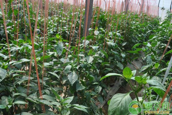 浅析茄子割茬再生栽培技术-图片版权归惠农网所有