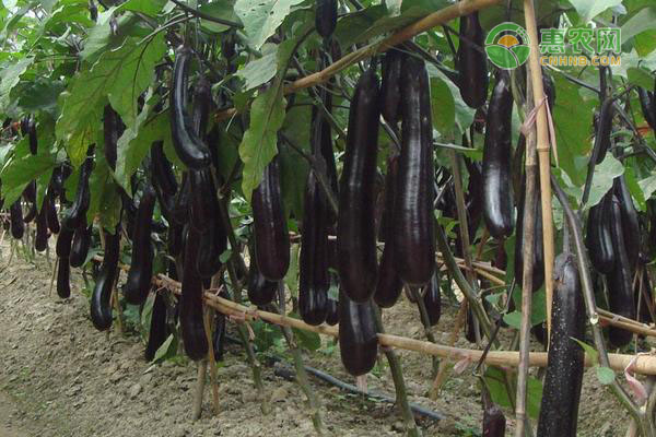 茄子锈斑病的症状是什么？如何防治好？-图片版权归惠农网所有