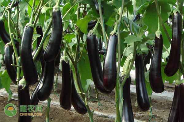 茄子锈斑病的症状是什么？如何防治好？-图片版权归惠农网所有