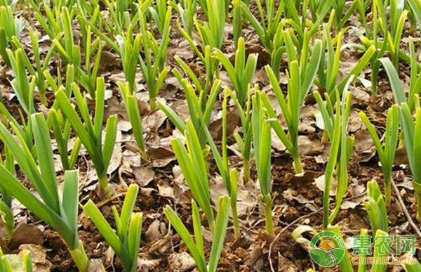 大蒜优质高产种植技术详解（附大蒜施肥管理）-图片版权归惠农网所有
