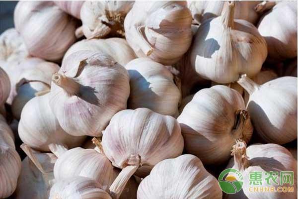 大蒜优质高产种植技术详解（附大蒜施肥管理）-图片版权归惠农网所有