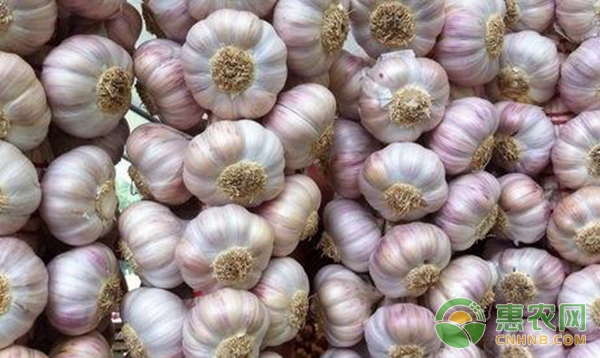 大蒜优质高产种植技术详解（附大蒜施肥管理）-图片版权归惠农网所有