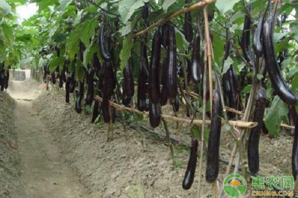 茄子种植如何施肥？茄子的基肥与追肥方法-图片版权归惠农网所有