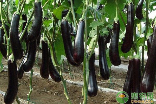 茄子种植如何施肥？茄子的基肥与追肥方法-图片版权归惠农网所有