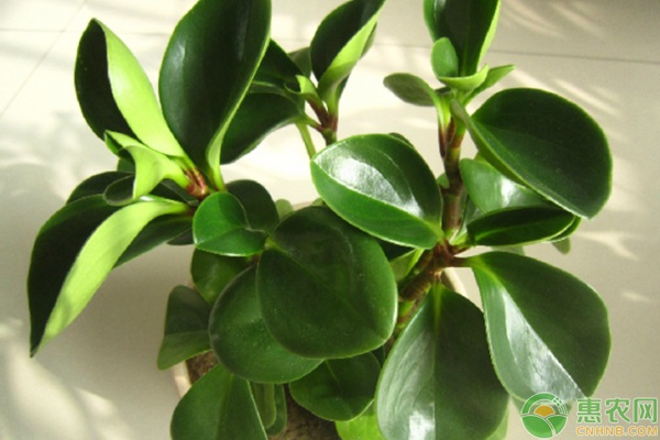 碧玉的养殖方法和浇水-图片版权归惠农网所有